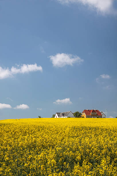 istock Yellow rape field and farmhouses 174425850