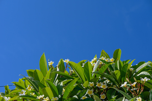 white plumeria flowers on a branch 5