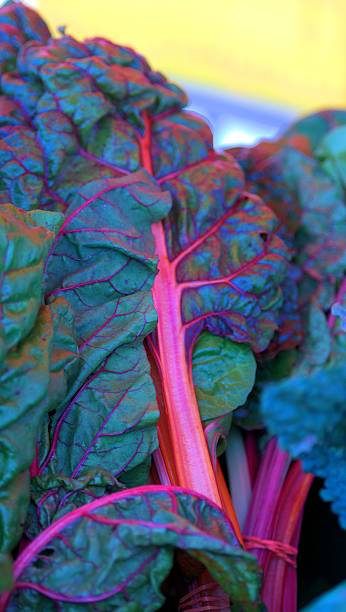 Rhubarb stock photo