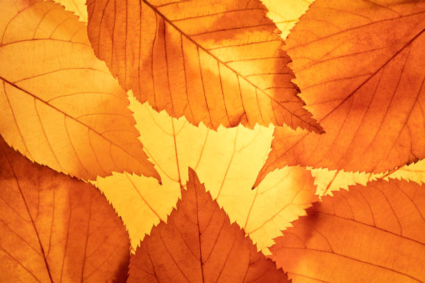 istock Bright background autumn season leaves close-up with backlight as a background, template or web banner for the design of the autumn theme 1744261831