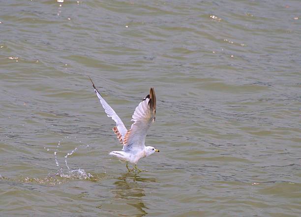 seagull taking flight #2 stock photo