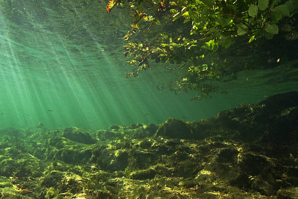 littoral zona subacqueo - coastline branch day summer foto e immagini stock