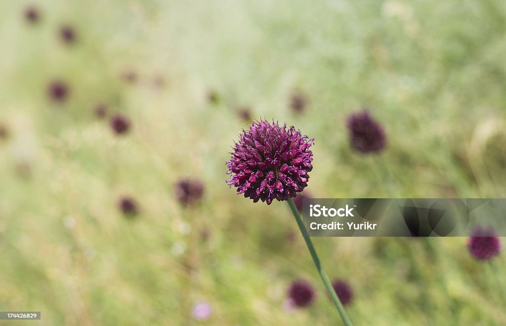 Germoglio di fiore selvaggio Allium aflatunense - Foto stock royalty-free di Aglio - Alliacee