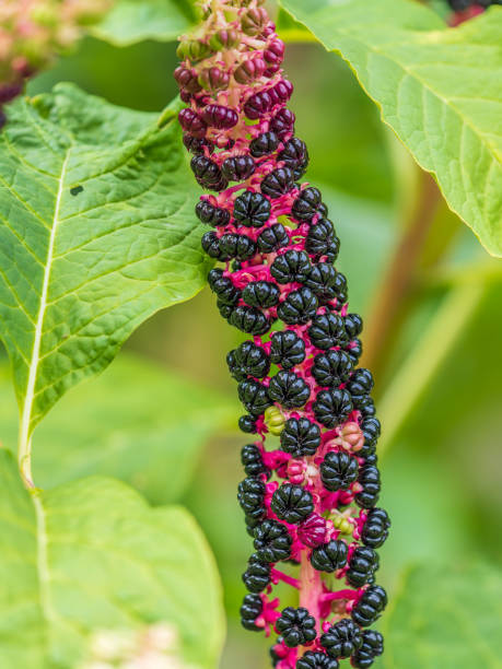 phytolacca acinosa 보라색 검은 열매의 클로즈업 찌꺼기, 찌개, 찌개, 찌르기 뿌리 또는 찌개 샐렛으로도 알려져 있습니다. - poke weed 뉴스 사진 이미지