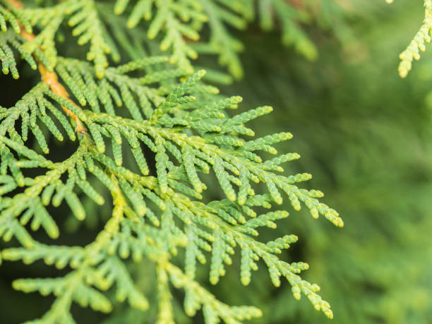 istock Thuja branches close-up. Thuja branch background 1744269148