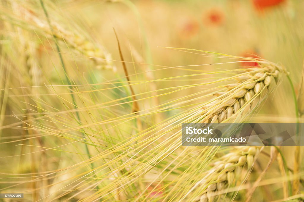 Golden wheat field in grunge - Lizenzfrei Abenddämmerung Stock-Foto