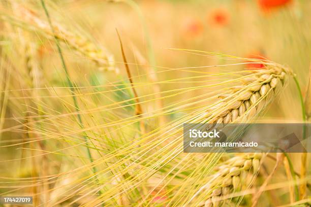 Golden Wheat Field In Grunge Stockfoto und mehr Bilder von Abenddämmerung - Abenddämmerung, Agrarbetrieb, Beleuchtet