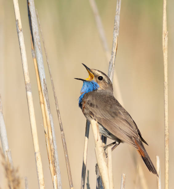 istock Bluethroat, Luscinia svecica. A male bird sings while perched on a reed stalk on a riverbank 1744280892