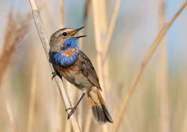 Bluethroat, Luscinia svecica. A male bird sings while perched on a reed stalk on a riverbank