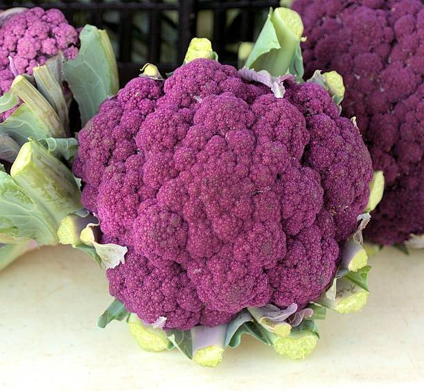 Cauliflower Purple stock photo