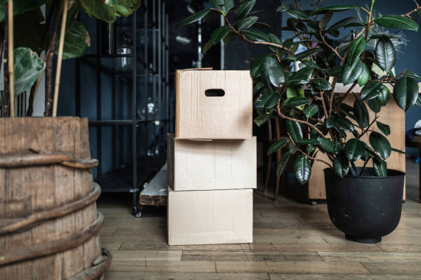 istock Moving boxes and plants at new apartment 1744290025