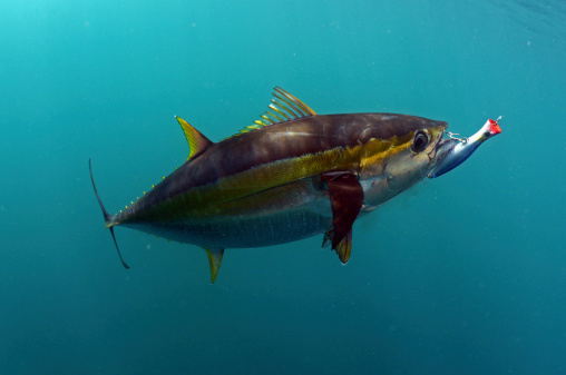 yellowfin tuna fish with a hook and lure in its mouth