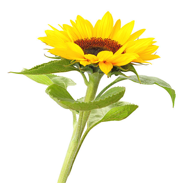 girassol isolado - sunflower side view yellow flower imagens e fotografias de stock