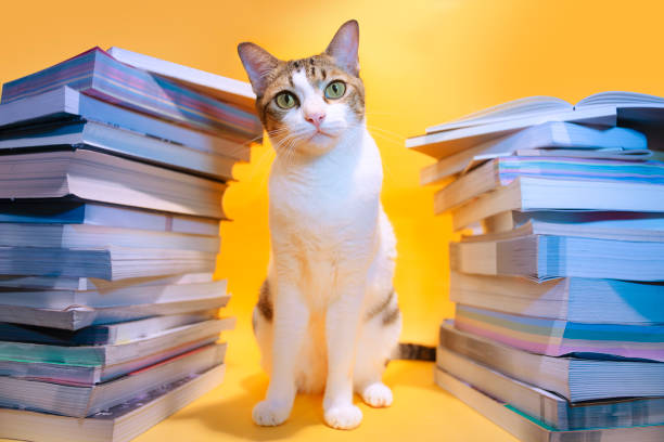 istock tabby cat hiding in a pile of books. 1744292183