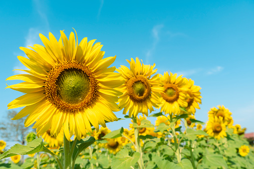 Sunflower fields blooming in blue sky.