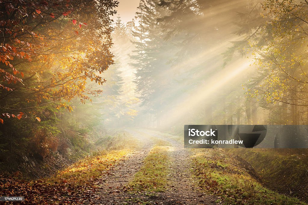 Herbst-Nebel-Märchen Straße, die sich durch den Wald - Lizenzfrei Weg Stock-Foto