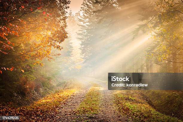 Autumn Fog Fairytale Road Winding Through The Forest Stock Photo - Download Image Now