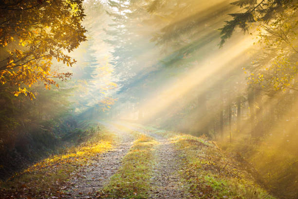 istock Morning Sun Rays penetrating Fogy Forrest 174429260