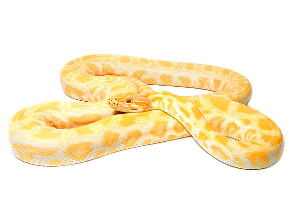 Albino python on white background stock photo