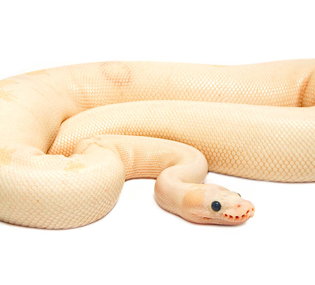 Albino ball python stock photo