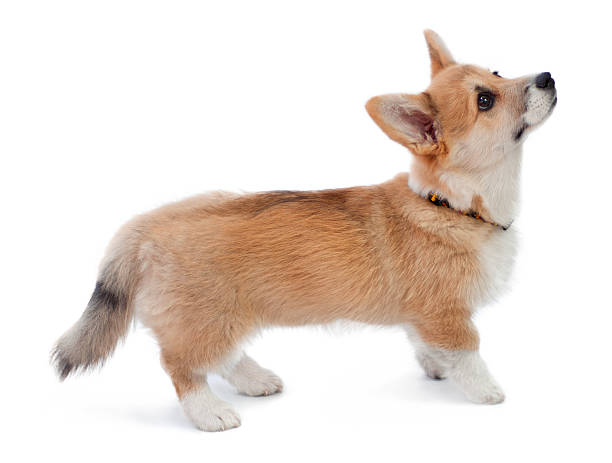 Corgi Galês Pembroke cachorrinho - foto de acervo