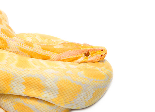 Albino python on white background stock photo