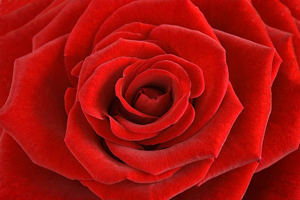 czerwona róża zbliżenie - camellia day nobody single flower zdjęcia i obrazy z banku zdjęć