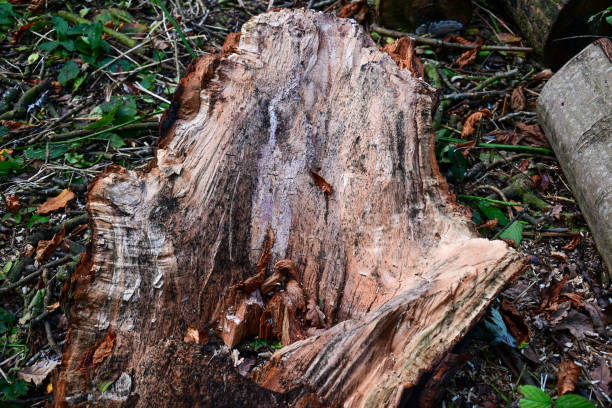 istock The Woods and Nature at its best 1744297404