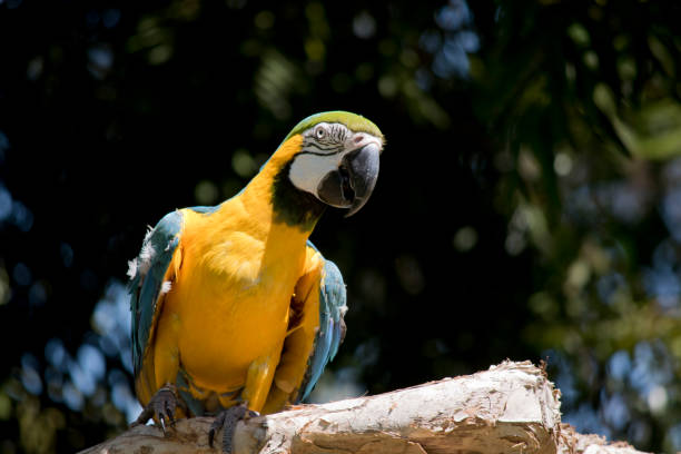 istock the blue and gold macaw is perched on a branch 1744300667