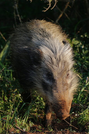 Bushpigs are difficult to photograph because they hide during the day. They are more active at night.