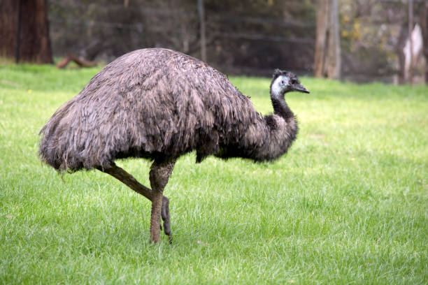 istock this is a side view of an  emu 1744303325