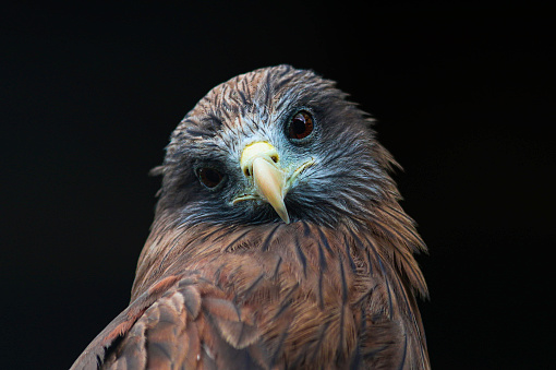 Yellow-billed kites are usually seen soaring in the sky. Their feathers are brown and they have a striking yellow bill.