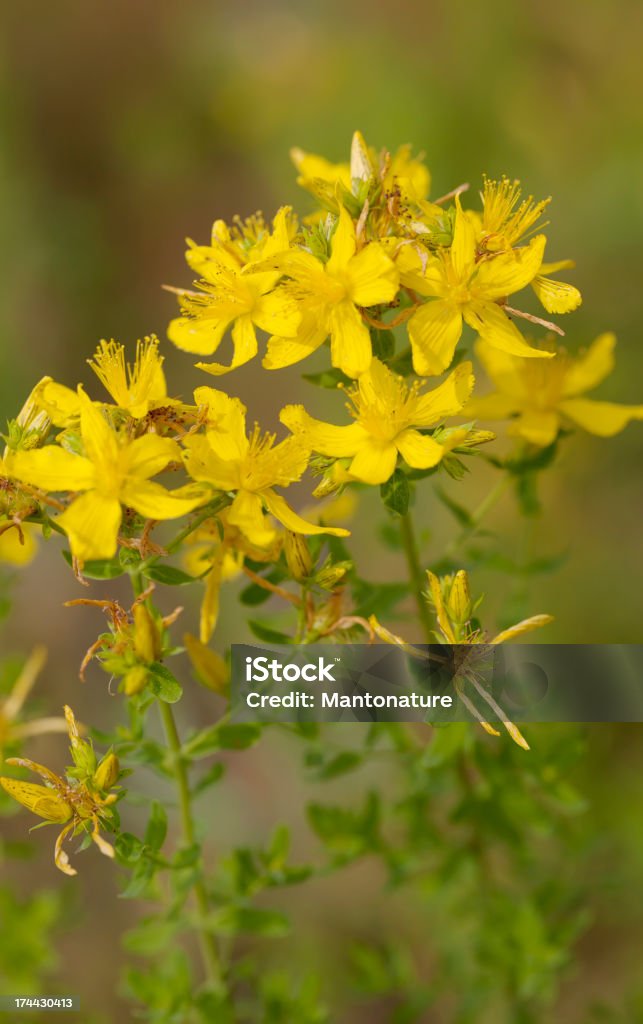 Hipericão (Hypericum perforatum) - Royalty-free Erva-de-são-joão Foto de stock