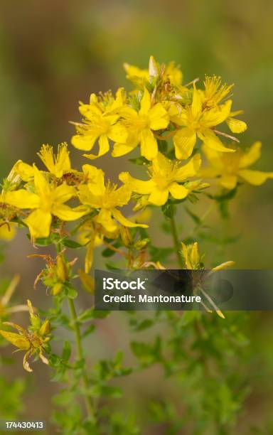 Hipericão - Fotografias de stock e mais imagens de Erva-de-são-joão - Erva-de-são-joão, Amarelo, Ao Ar Livre