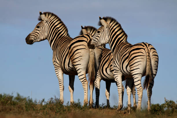 zebre che fanno la guardia - addo elephant national park foto e immagini stock