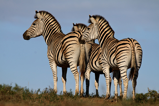 I photographed these zebras who were keeping a watchful eye on lions nearby.