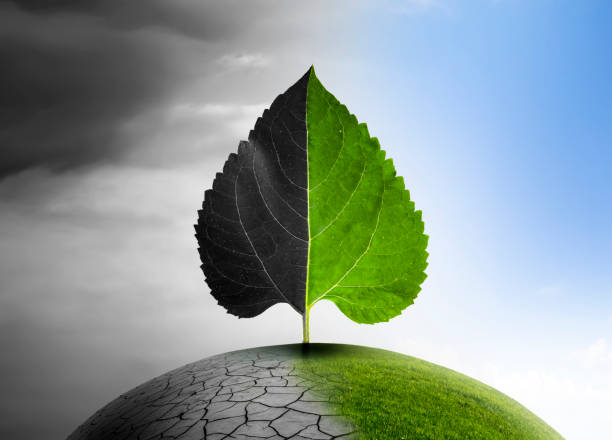 istock plant leaf with one green and one gray side before environment 1744307360