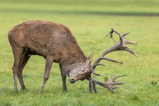 Strong male red deer (Cervus elaphus) rubbing the antlers on the grass of a meadow.