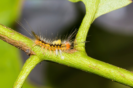 Hairly orange caterpillar moth crawl on the leaf