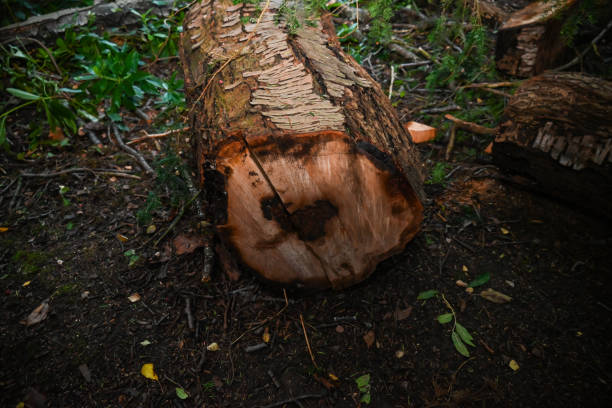 istock The Woods and Nature at its best 1744322391