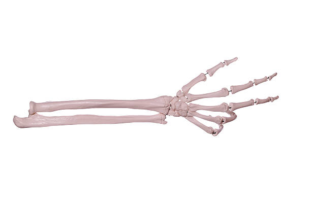istock count 3- hand of bones 174432303
