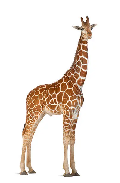 Somali Giraffe, commonly known as Reticulated Giraffe, Giraffa camelopardalis reticulata, 2 and a half years old standing against white background