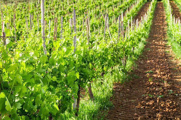 istock Fields of grapes in the summer, Tuscany 174432804