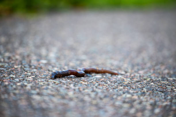 istock Brown earthworm on gray asphalt 1744329666