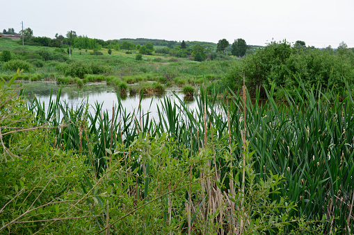 swamp area with green reeds and water in cloudy day