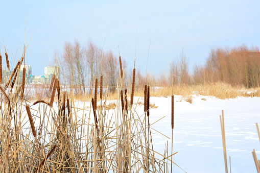 group of dry reeds on the coast of frozen lake with snow copy space