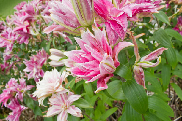 istock pink lily in the garden 1744339824