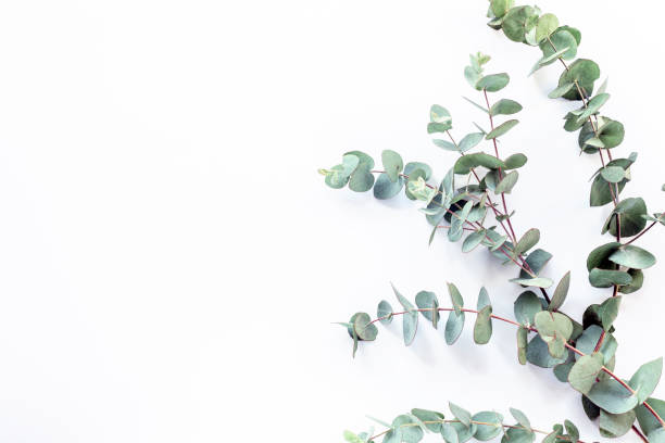 istock Eucalyptus branches on white background with copy space. Top view, flat lay 1744341442