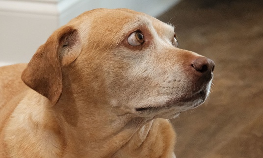 A close-up of an adult brown-colored canine looking aside with a melancholic expression on its face