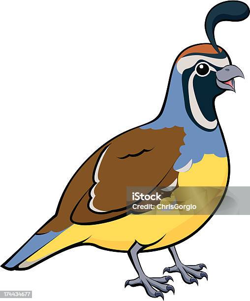 Cartoon California Quail Stock Illustration - Download Image Now - Quail -  Bird, California Quail, Male Animal - iStock